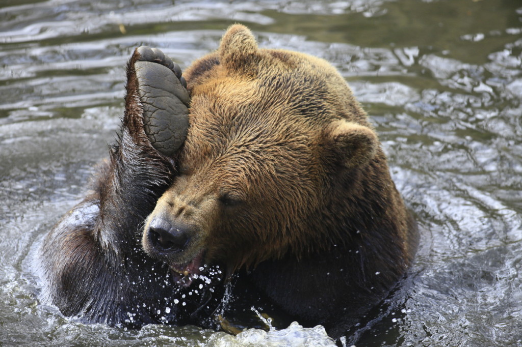 Bear Swimming Excercize